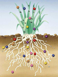 Micro Mix Nutrients